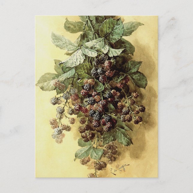 Carte Postale "Blackberries" par Paul de Longpré (Devant)