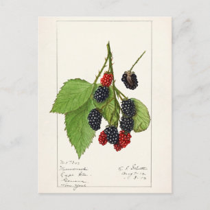 Carte Postale Blackberries (Rubus subg. Rubus Watson) Fruit