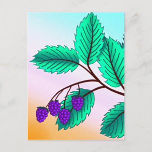 Carte Postale Blackberries sur une branche