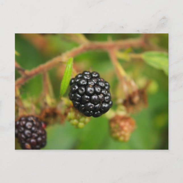Carte Postale Blackberry (Devant)