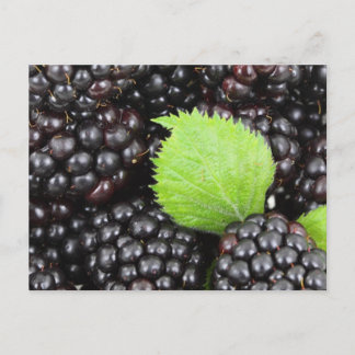 Carte Postale Blackberry