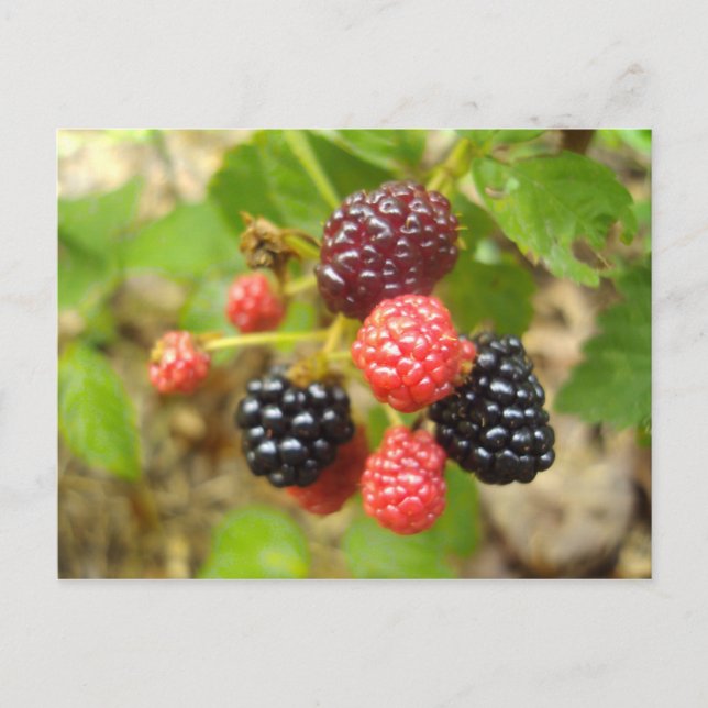 Carte Postale Blackberry (Devant)
