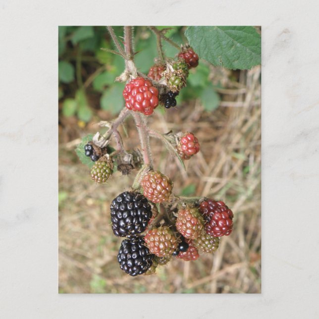 Carte postale Blackberry Bonanza (Devant)