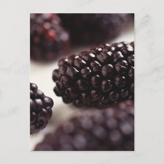 Carte Postale Blackberry Closeup (Devant)