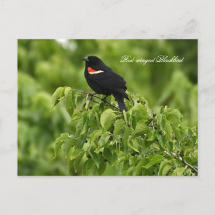 Carte postale Blackbird à ailes rouges