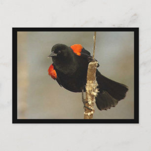 Carte postale Blackbird à ailes rouges