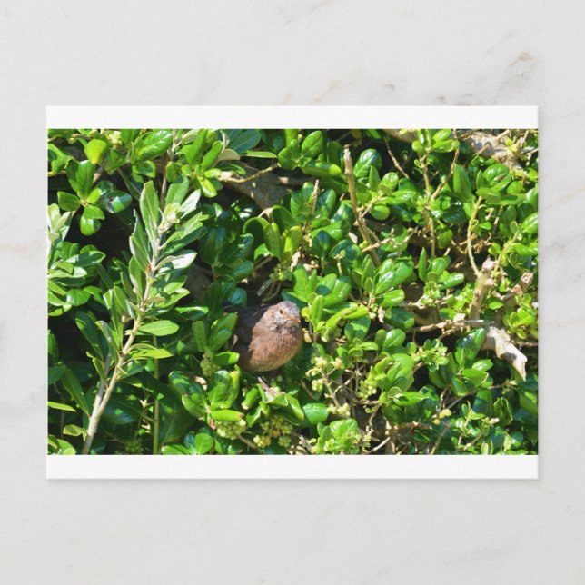 Carte Postale Blackbird dans un buisson de laurier (Devant)
