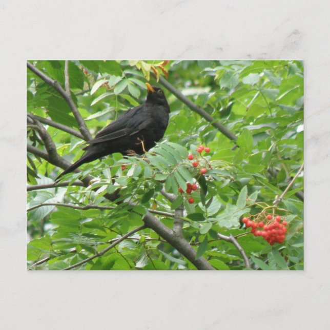 Carte postale Blackbird et Berries (Devant)