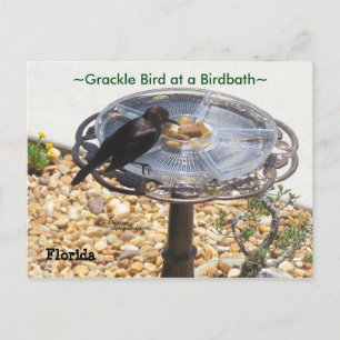 Carte postale Blackbird Grackbird Birdbath