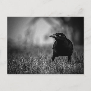 Carte postale Blackbird in Grass