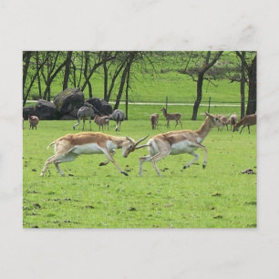 Carte postale Blackbuck Antelope
