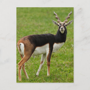 Carte Postale Blackbuck Homme Antelope