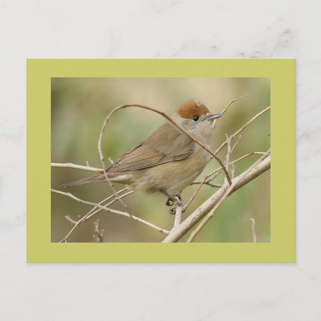 Carte Postale Blackcap (Devant)
