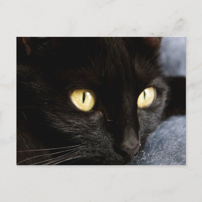 Carte Postale Blackcat (Devant)
