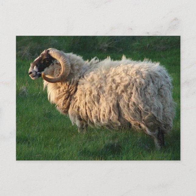 Carte Postale Blackface Sheep, île de Lewis, Outer Hebrides (Devant)