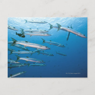 Carte Postale Blackfin Barracuda