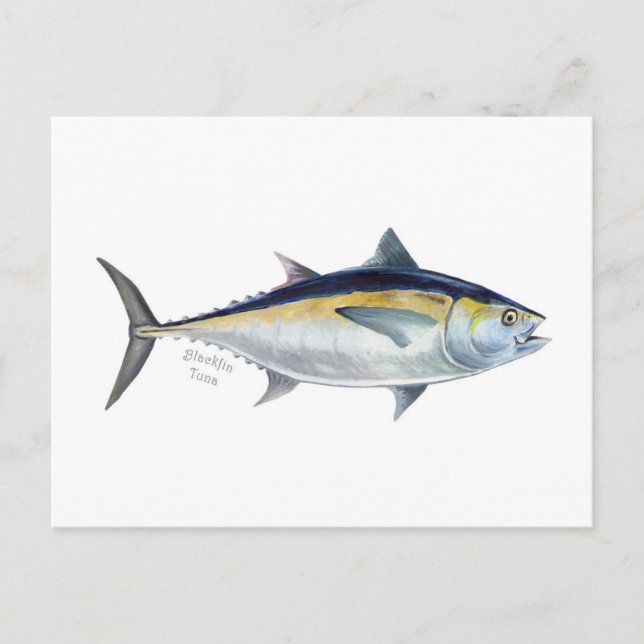 Carte postale Blackfin Tuna. (Devant)