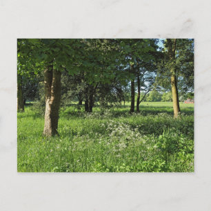 Carte Postale Blackweir Woods, Bute Park, Cardiff Wales