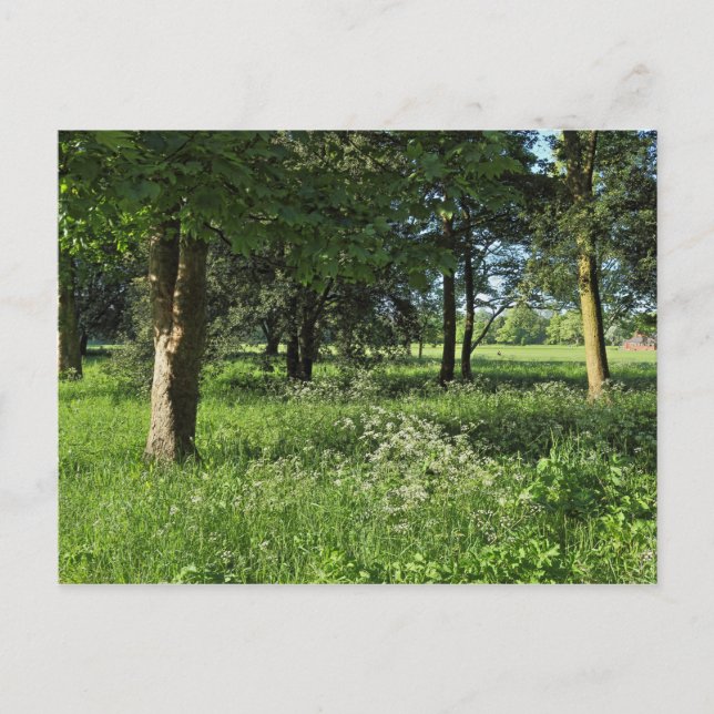 Carte Postale Blackweir Woods, Bute Park, Cardiff Wales (Devant)