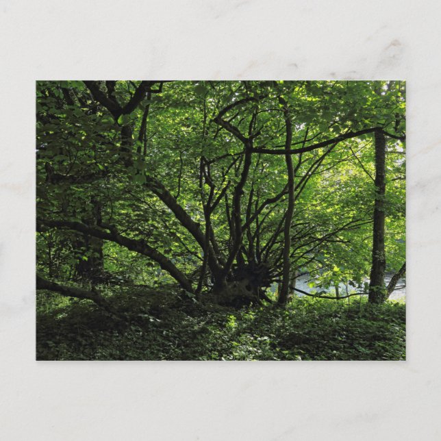 Carte Postale Blackweir Woods, Bute Park, Cardiff Wales Postcard (Devant)