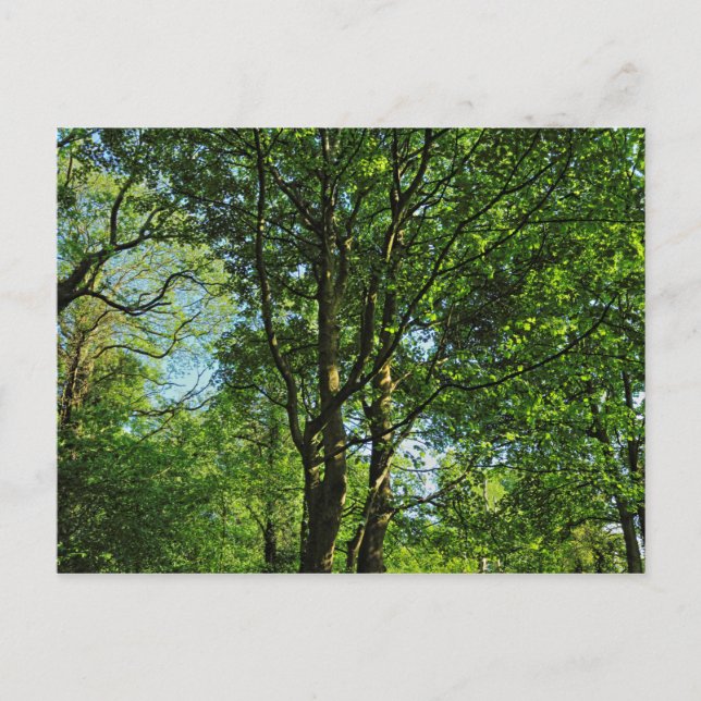 Carte Postale Blackweir Woods, Bute Park, Cardiff Wales Postcard (Devant)