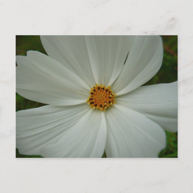Carte Postale Blanc Cosmos Fleur sauvage d'été Floral (Devant)