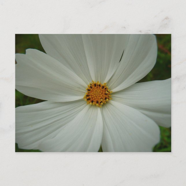 Carte Postale Blanc Cosmos Fleur sauvage d'été Floral (Devant)