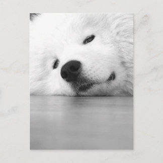 Carte Postale Blanc de chien de photo de Samoyed