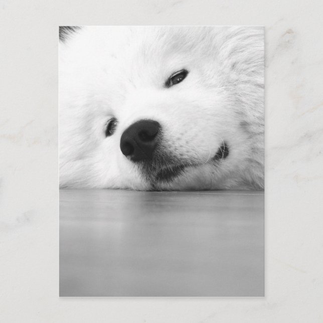 Carte Postale Blanc de chien de photo de Samoyed (Devant)