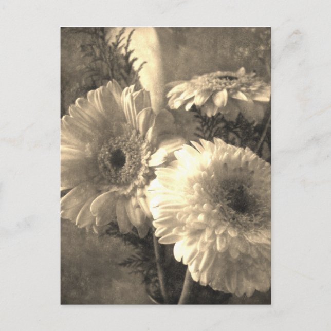 Carte Postale Blanc et jaune Gerbera et Calla 1 Antiqued (Devant)