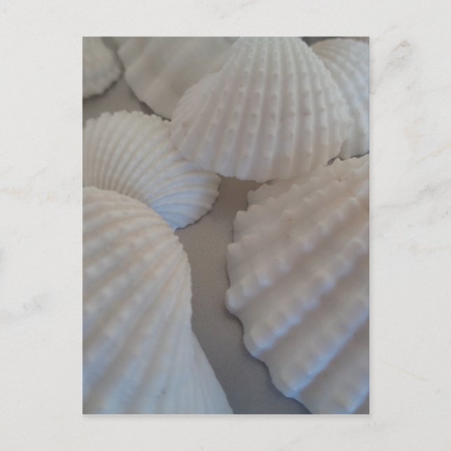 Carte Postale Blanc gris, Coquillages, Sea Shell Summer Beach Lo (Devant)
