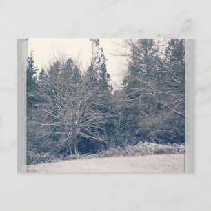 Carte Postale Blanc hiver