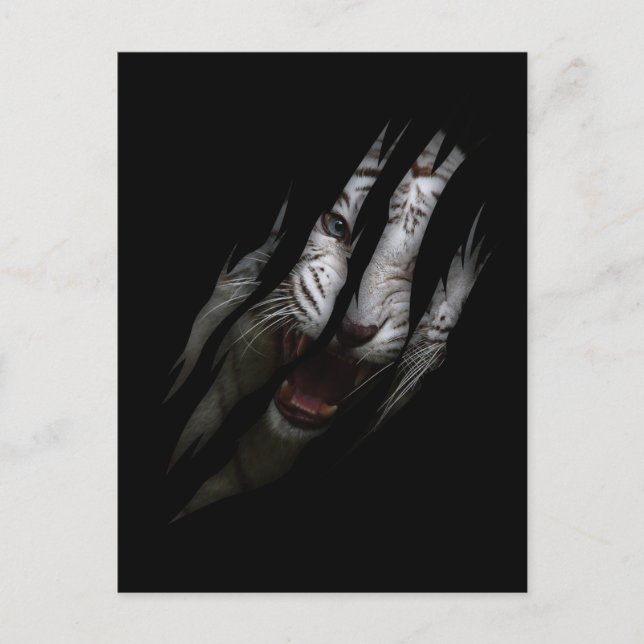 Carte Postale Blanc Tigre Torn Claw Wild Safari Animal Cat (Devant)