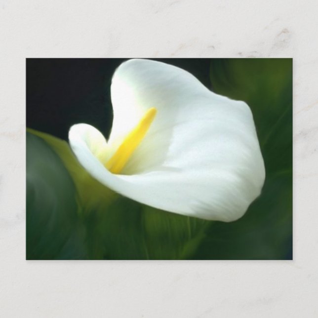 Carte postale blanche Calla Lily (Devant)