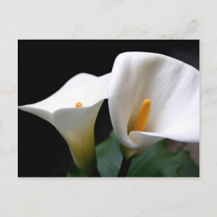 Carte postale blanche Calla Lily