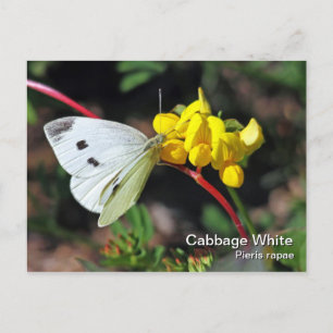 Carte postale blanche chou