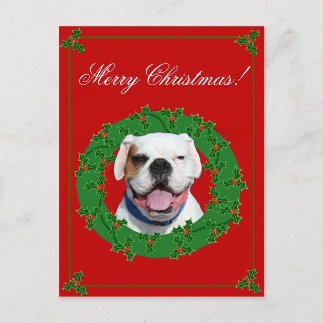 Carte postale blanche de boxeur de Noël (Devant)