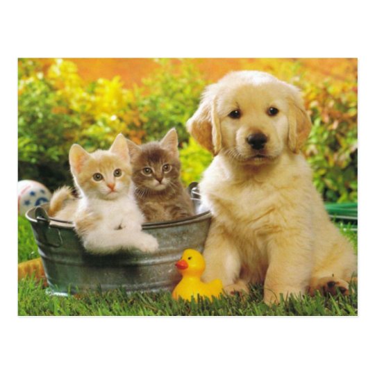 Carte Postale Blanche De Chien A Chatte Et Chien D Zazzle Fr