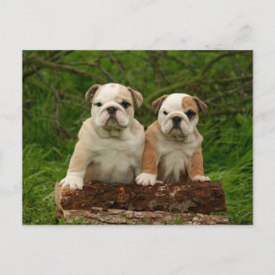 Carte postale blanche de Chien Chien Chien Chien C