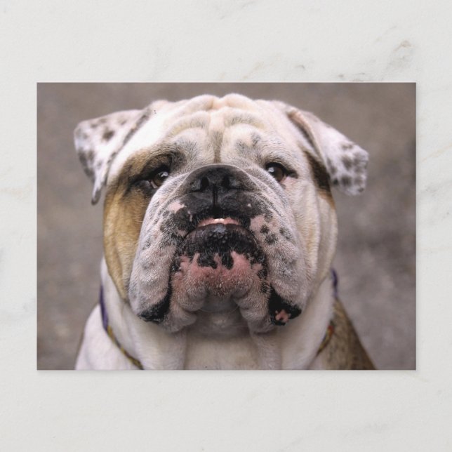 Carte postale blanche de Chien Chien Chien Chien C (Devant)