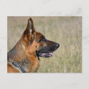 Carte postale blanche de chien chiot berger allema