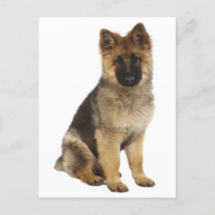 Carte postale blanche de chien chiot berger allema