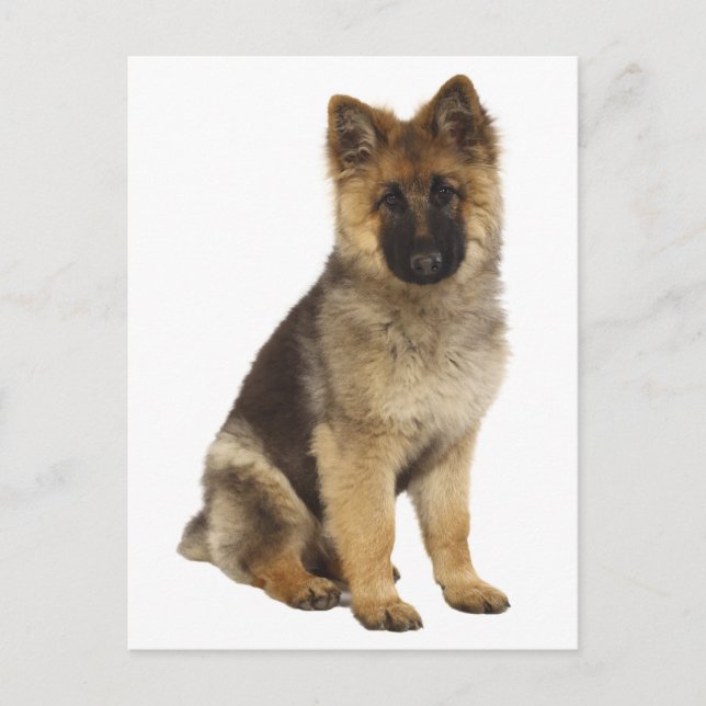 Carte postale blanche de chien chiot berger allema (Devant)