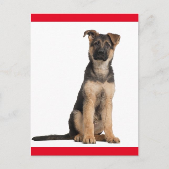 Carte postale blanche de chien chiot berger allema (Devant)