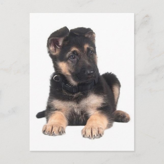 Carte postale blanche de chien chiot berger allema (Devant)