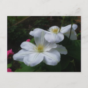 Carte postale blanche de fleur de paires de
