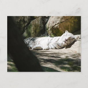 Carte postale blanche de tigre