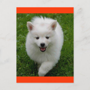 Carte postale blanche Eskimie Eskie Chien Chien Ch
