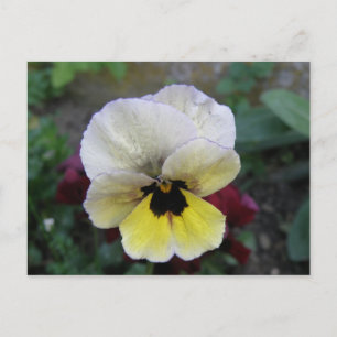 Carte postale blanche et jaune Pansy