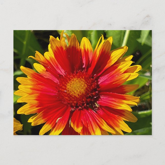 Carte postale Blanche Fleur (Devant)